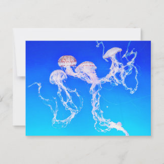 Monterey Jellyfish Postcard