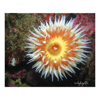 Monterey Sea Anemone Photo Print