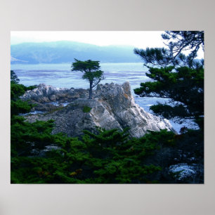 montery tree poster