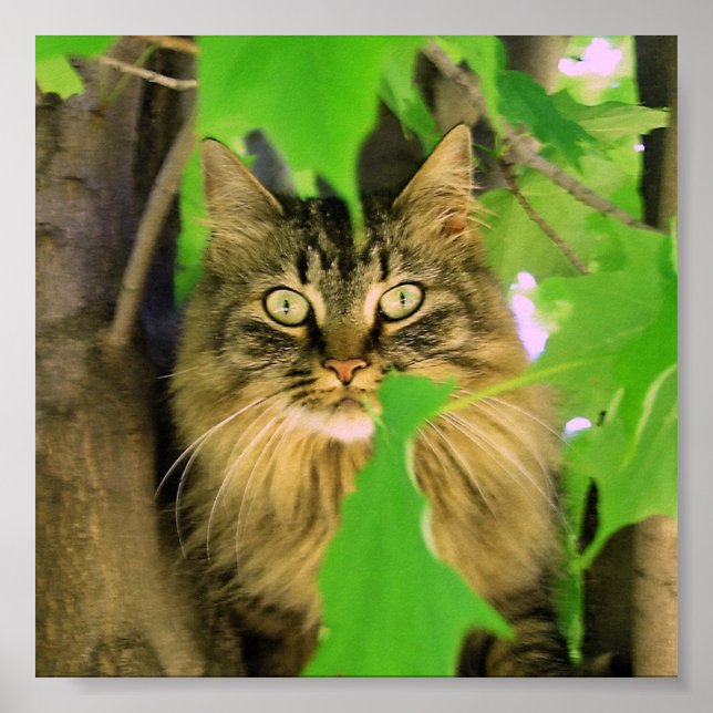 Monteur Shasta Cat Tree Impression / affiche (Devant)