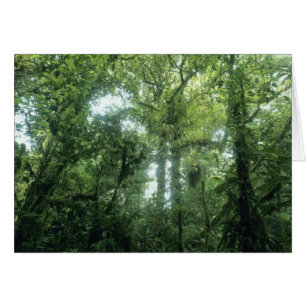 Monteverde Cloud Forest, Costa Rica.