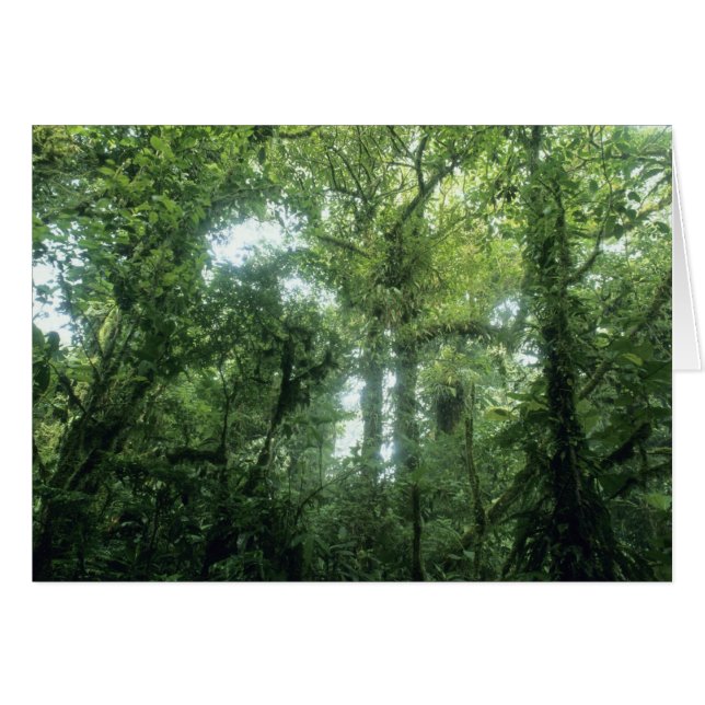 Monteverde Cloud Forest, Costa Rica. (Front Horizontal)
