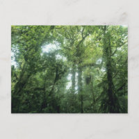 Monteverde Cloud Forest, Costa Rica.