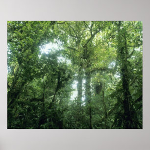 Monteverde Cloud Forest, Costa Rica. Poster