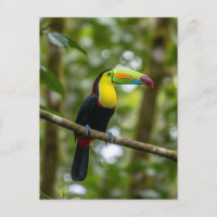 Monteverde Cloud Forest Toucan Costa Rica