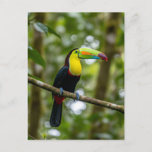 Monteverde Cloud Forest Toucan Costa Rica Postcard