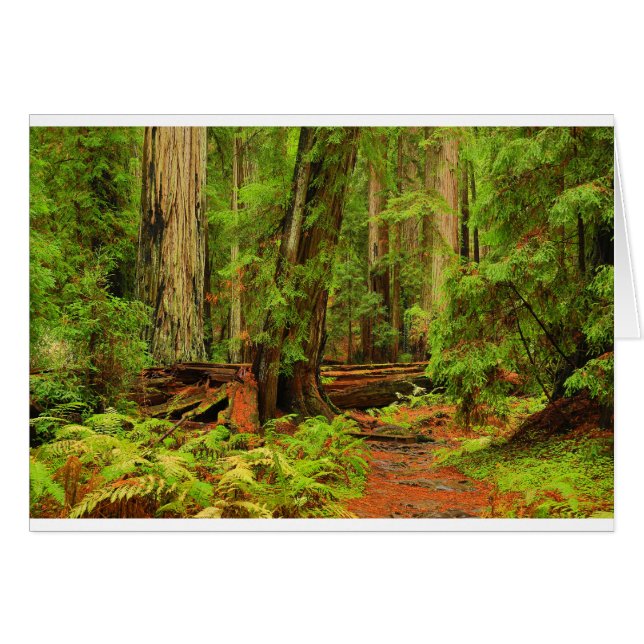 Montgomery Woods (Front Horizontal)
