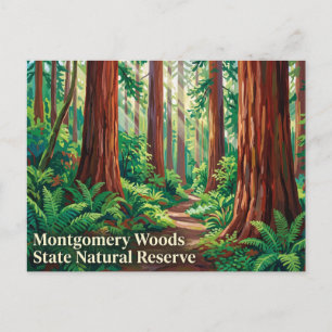 Montgomery Woods State Natural Reserve California Postcard
