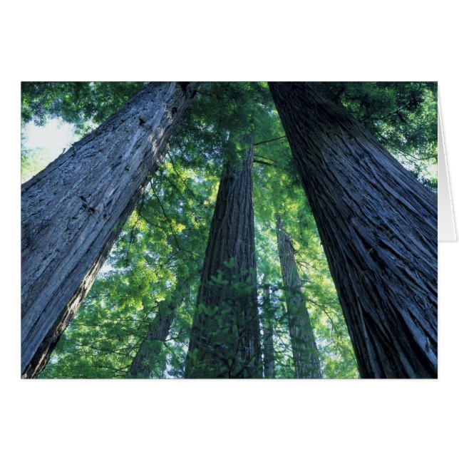 Montgomery Woods State Reserve, California. (Front Horizontal)