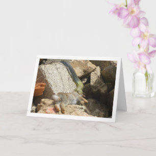 Montpellier Snake Feasting on Rabbit Card