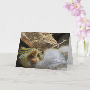 Montpellier Snake Feasting on Rabbit Card