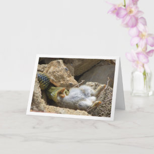 Montpellier Snake Feasting on Rabbit Card