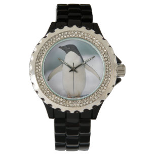 Montre Adelie penguin, gros plan
