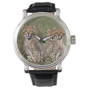 Montre Afrique; Kenya; Masai Mara; Trois guépards