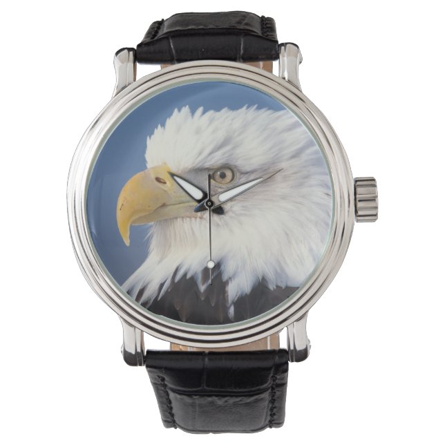 Montre aigle chauve, Haliaeetus leuccocephalus, (devant)