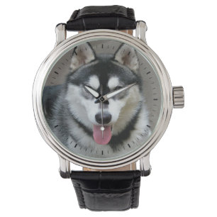Montre Alaskan Malamute Chien photo