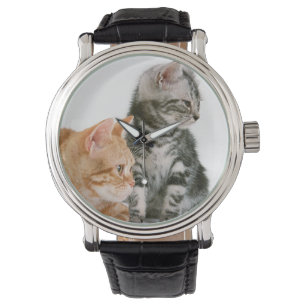 Montre Américain Shorthair