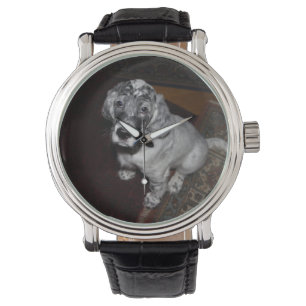 Montre Anglais Setter Puppy