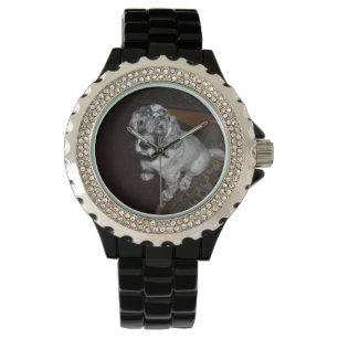 Montre Anglais Setter Puppy