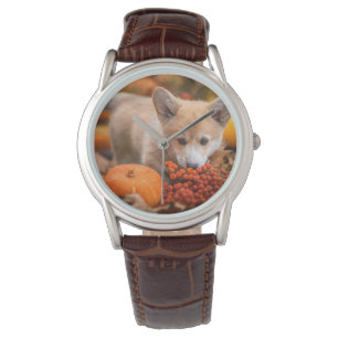 Montre Animaux de bébés cutest   Corgi Puppy en automne