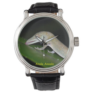 Montre Anolis occultus