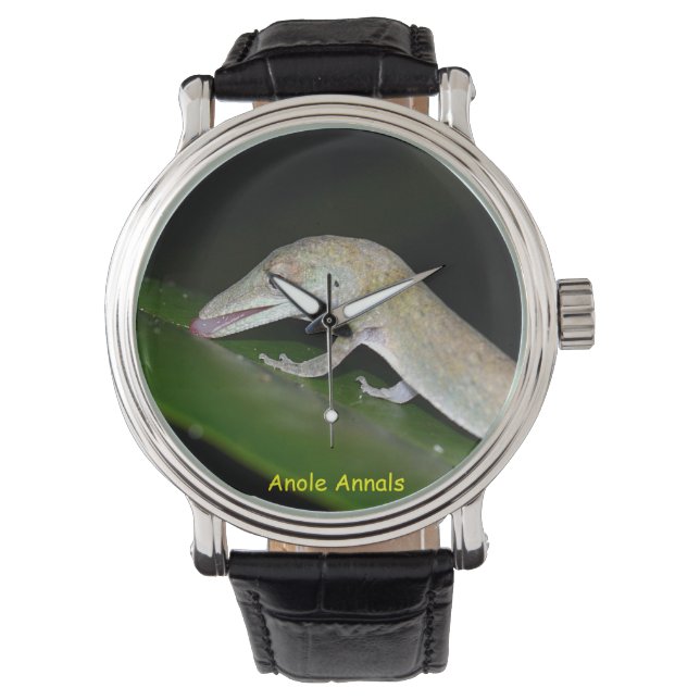 Montre Anolis occultus (devant)