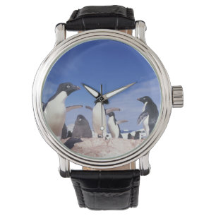 Montre Antarctique, Adelie Penguin Pygoscelis