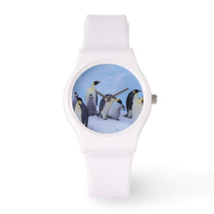 Montre Antarctique, Emporer Penguins