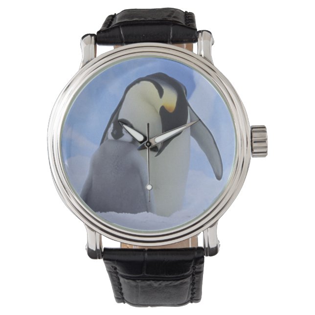 Montre Antarctique. Manchots empereurs et poussin (devant)
