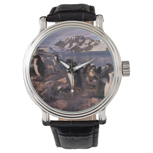 Montre Antarctique, poussins de pingouin d'Adelie (devant)