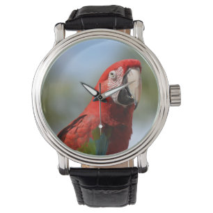 Montre Ara de rouge d'écarlate