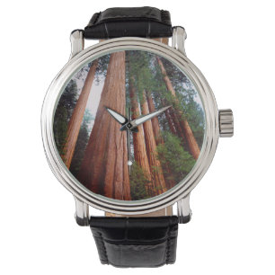 Montre Arbres séquoias géants à feuilles persistantes