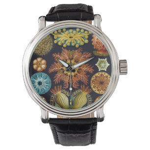 Montre Ascidiae par Ernst Haeckel, Animaux marins Vintage
