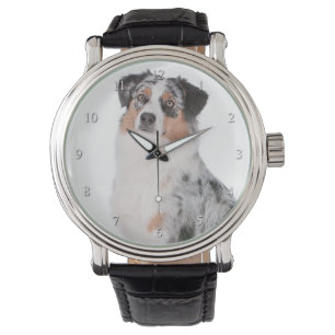 Montre australienne de berger