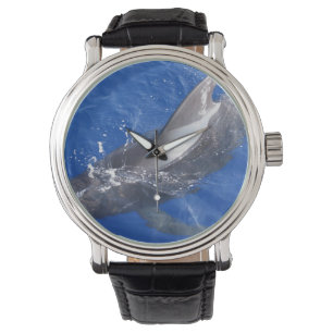 Montre Baleine pilote en Hawaï