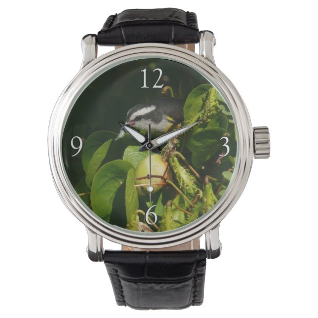 Montre Bananaquit Bird Mange Photographie tropicale (devant)