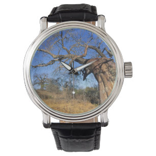 Montre Baobab (Adansonia Digitata), Parc national Kruger