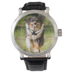 Montre Berger australien jouant avec la boule