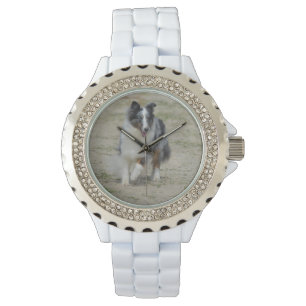 Montre Berger bleu d'Australien de Merle