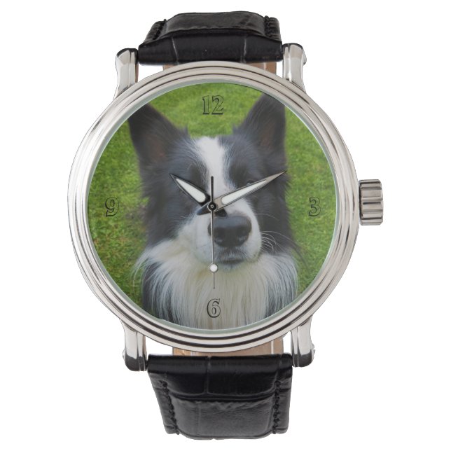 Montre Bordure Collie (devant)