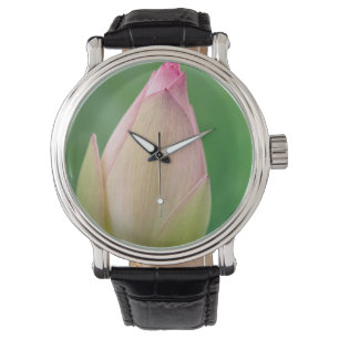 Montre Bourgeon de nénuphar non ouvert, Jardin botanique
