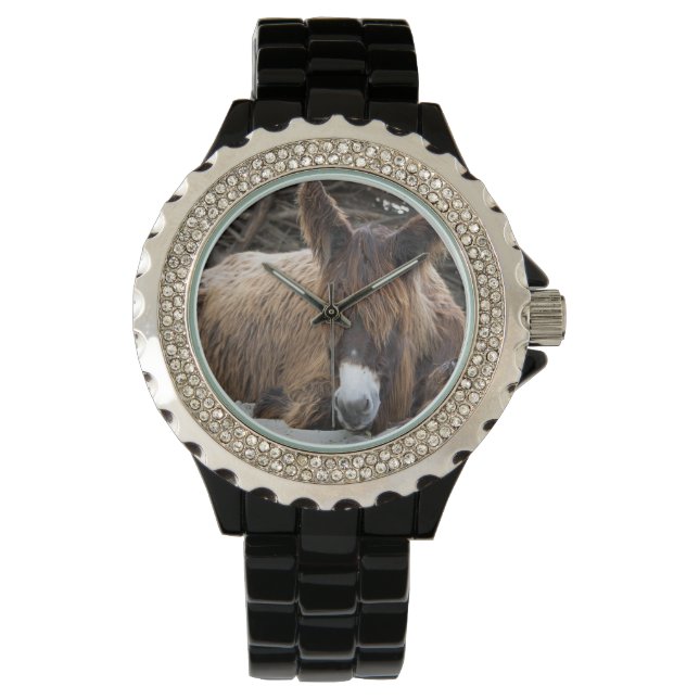 Montre Brown Poitou Donkey (devant)