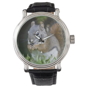 Montre Canada, Colombie-Britannique, Pin d'écureuil roux