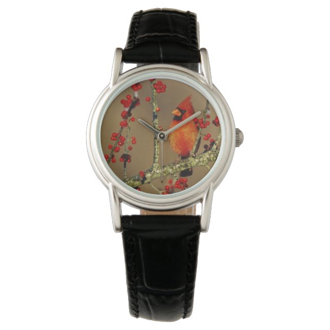Montre Cardinal du Nord perché, IL (devant)