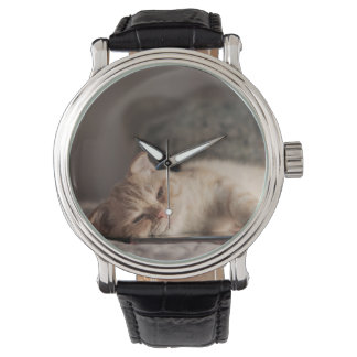 Montre Cat, Pet, Kitten