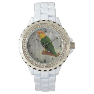 Montre Chanter blanc Bellied Caique Parrot