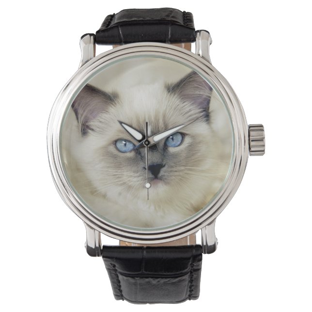 Montre Chaton Ragdoll (devant)