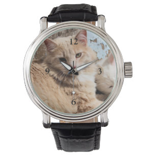 Montre Chats