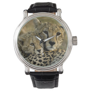 Montre Cheetah, Acinonyx jubatus, avec petit dans le Masa