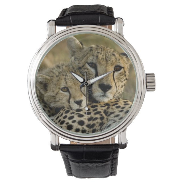 Montre Cheetah, Acinonyx jubatus, avec petit dans le Masa (devant)